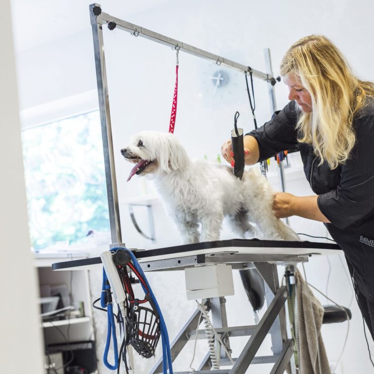Female groomer trimming dog