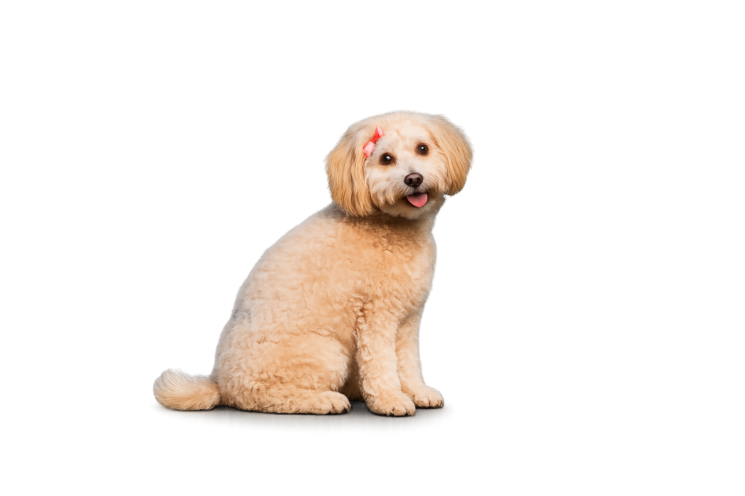 Dog2A
