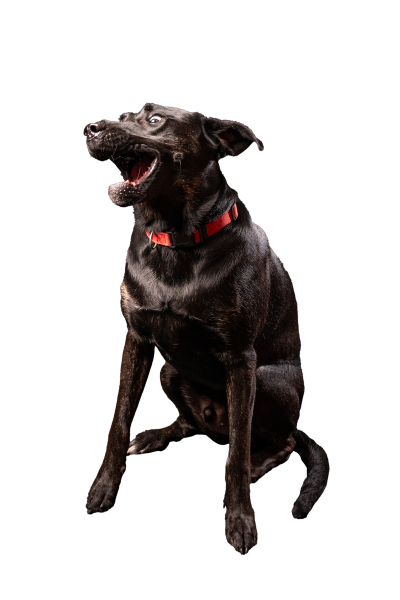 Dog6A
