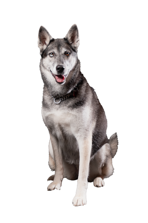 Dog7A