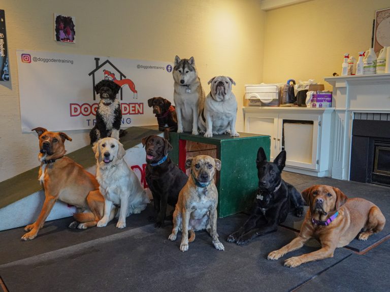DoggoDenDaycare (1 of 7)