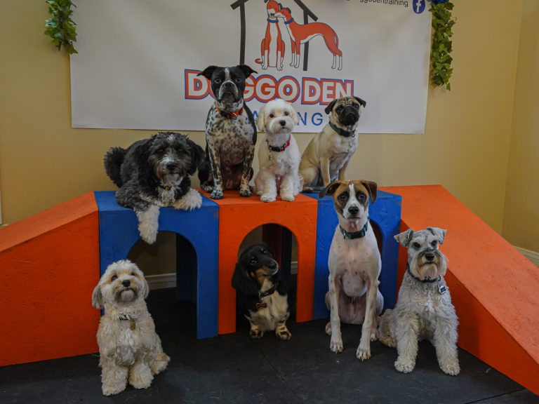 DoggoDenDaycare (2 of 7)
