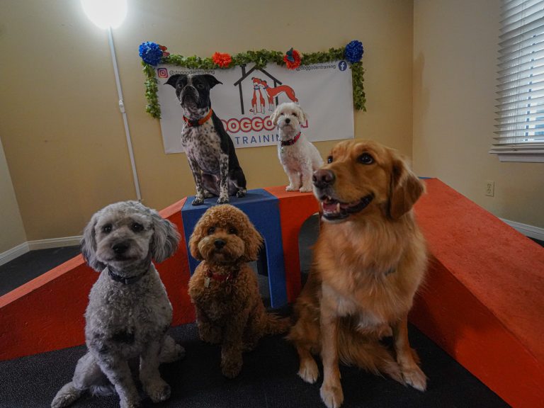DoggoDenDaycare (4 of 7)