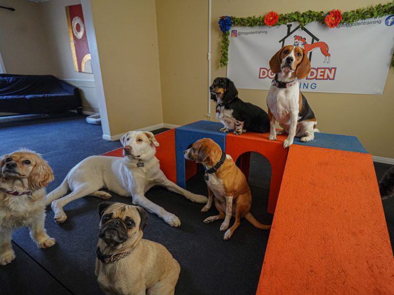 DoggoDenDaycare (6 of 7)
