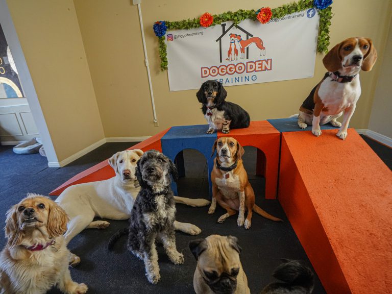 DoggoDenDaycare (7 of 7)