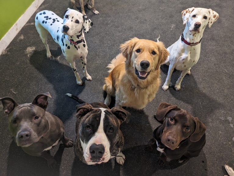 big daycare