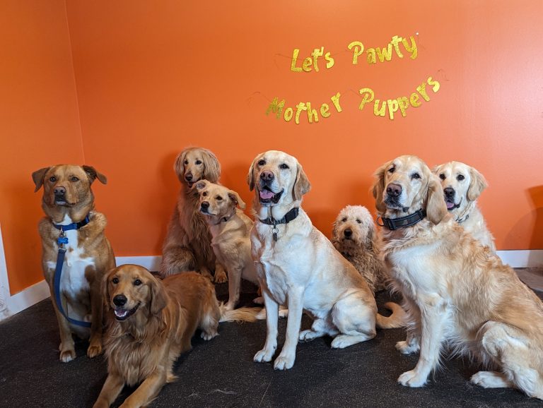 medium daycare group pic pawty
