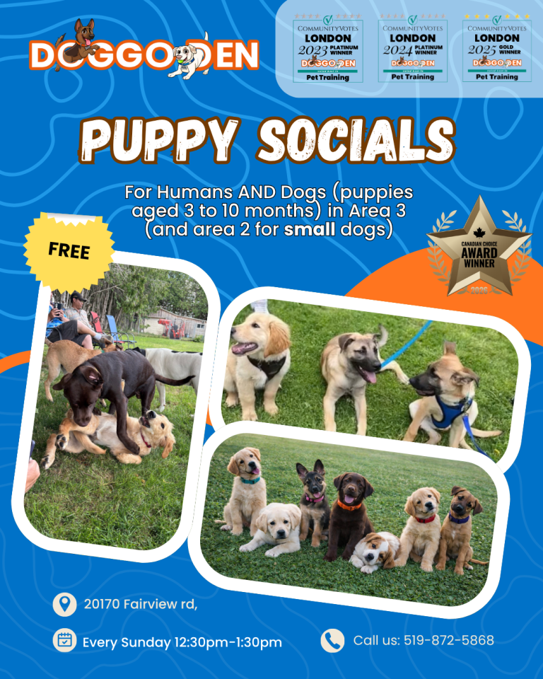 2026 puppy socials